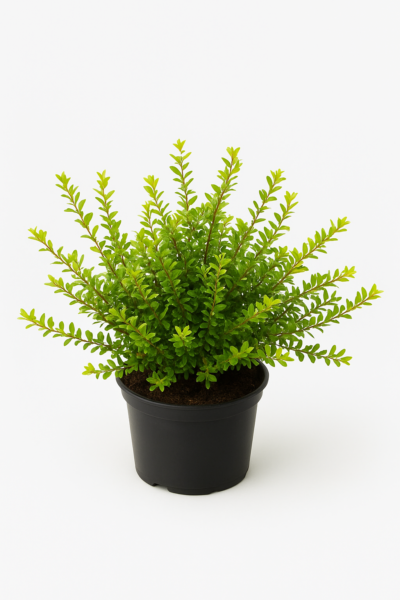 Myrtegedeblad 'Maigrün'