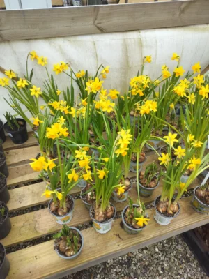 Påskeliljer Tête-à-Tête Påskeliljer