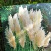 Pampasgræs (cortaderia)