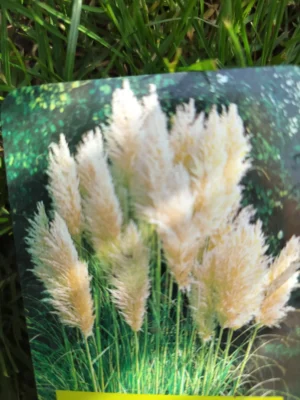 Pampasgræs (cortaderia)