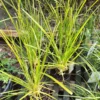Pampasgræs (cortaderia)