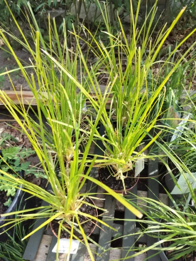 Pampasgræs (cortaderia)