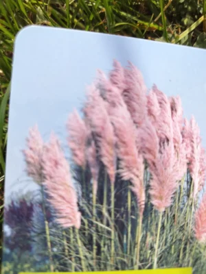 Pampasgræs 'Roi des Roses' / 'Rosea'