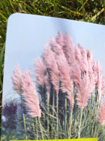 Pampasgræs 'Roi des Roses' / 'Rosea'