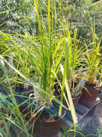 Pampasgræs 'Roi des Roses' / 'Rosea'