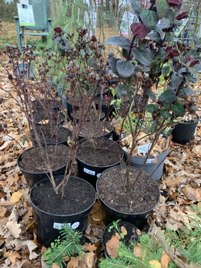 Perikon 'Miracle night'