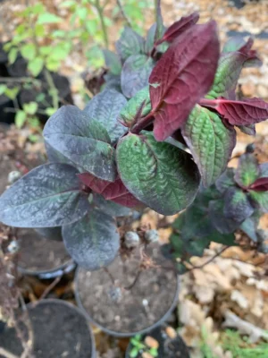 Perikon 'Miracle night'