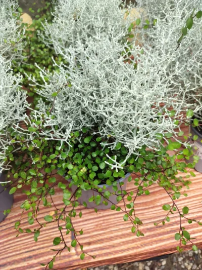 Pletter i luften / Vindheks