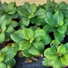 Primula