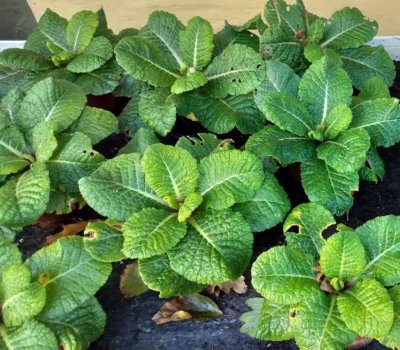 Primula