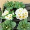 Primula