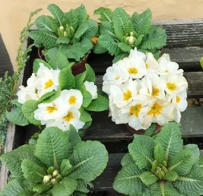 Primula