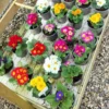 Primula