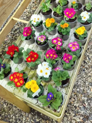 Primula