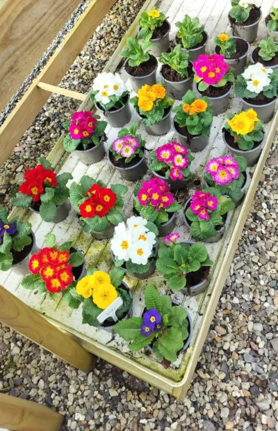 Primula