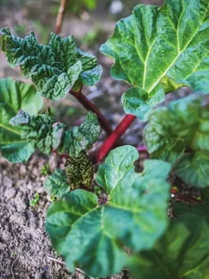 Rabarber