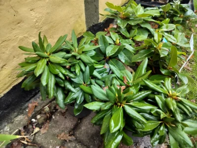 Rhododendron 'Germania'