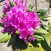 Rhododendron 'Polarnacht'