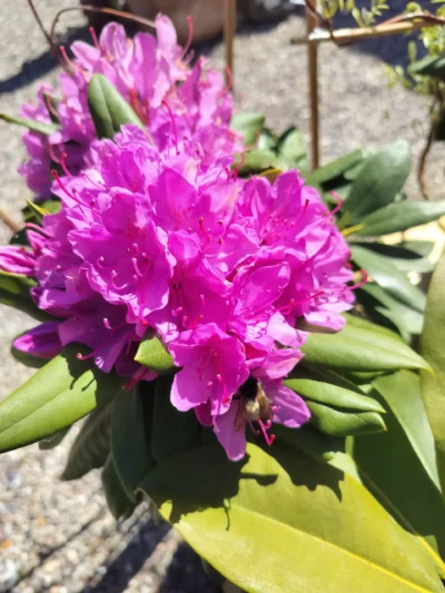 Rhododendron 'Polarnacht'