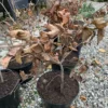 Rødbøg 'purpurea' Rødbøg 'purpurea'