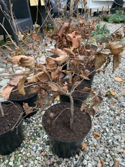 Rødbøg 'purpurea' Rødbøg 'purpurea'