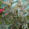 Rødbøg 'purpurea' Rødbøg 'purpurea'