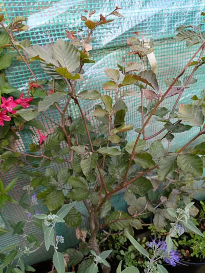 Rødbøg 'purpurea' Rødbøg 'purpurea'
