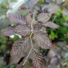 Rødbøg 'purpurea' Rødbøg 'purpurea'