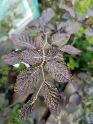 Rødbøg 'purpurea'