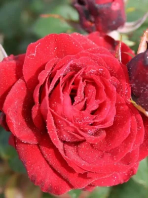 'Fall in love again' buket/krukke rose