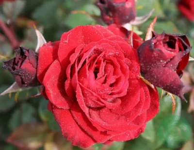 'Fall in love again' buket/krukke rose