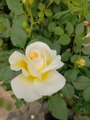'Stockholm'