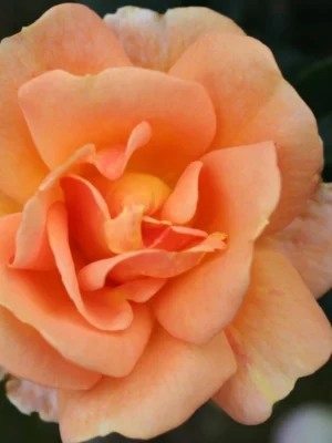 'Ulf Pilgaard™' rosa