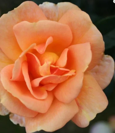 Rosa 'Ulf Pilgaard' 'Ulf Pilgaard™' rosa