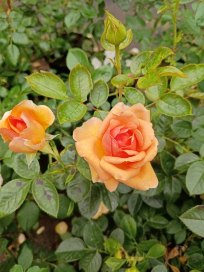 Rosa 'Ulf pilgaard' 'Ulf Pilgaard™' rosa