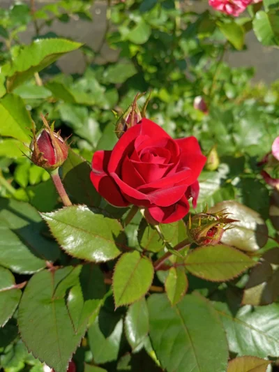 'Fall in love again' buket/krukke rose