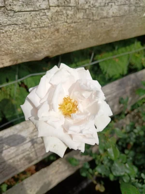 'New dawn' Rosa