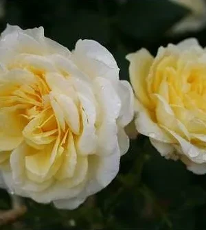 'Stockholm' Rosa