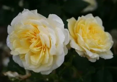 Rosa 'stockholm' 'Stockholm' Rosa