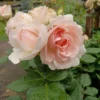 Rose 'clair' 'Clair' ™ rosa