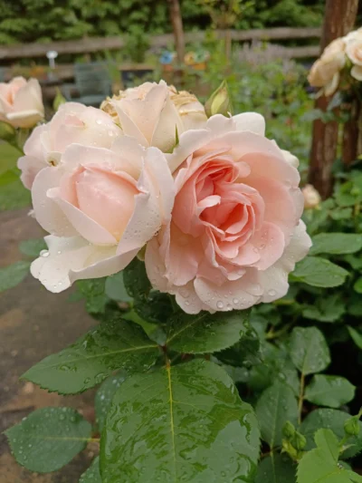 Rose 'clair' 'Clair' ™ rosa