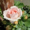 Rose 'clair' 'Clair' ™ rosa