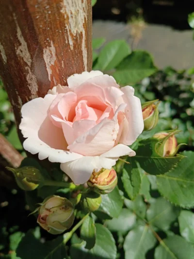 Rose 'clair' 'Clair' ™ rosa