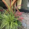 Sammenplantninger