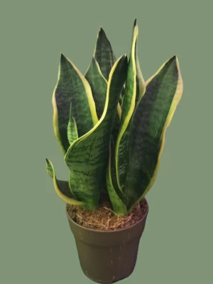 Sansevieria trifasciata