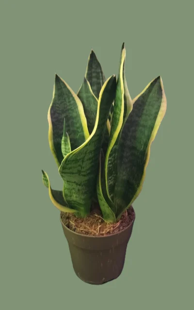 Sansevieria trifasciata