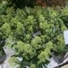 Skimmia jap. 'Finchy'
