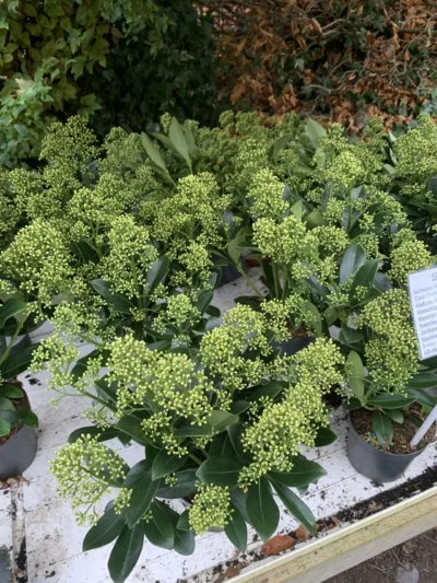 Skimmia jap. 'Finchy'