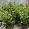 Skimmia 'Finchy'