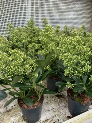 Skimmia 'Finchy'